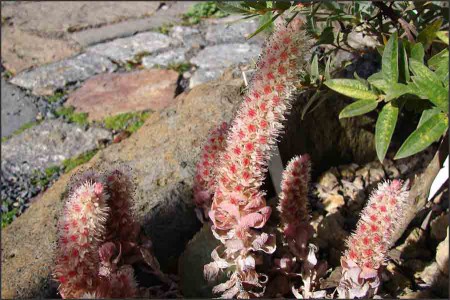 Orostachys iwarense.